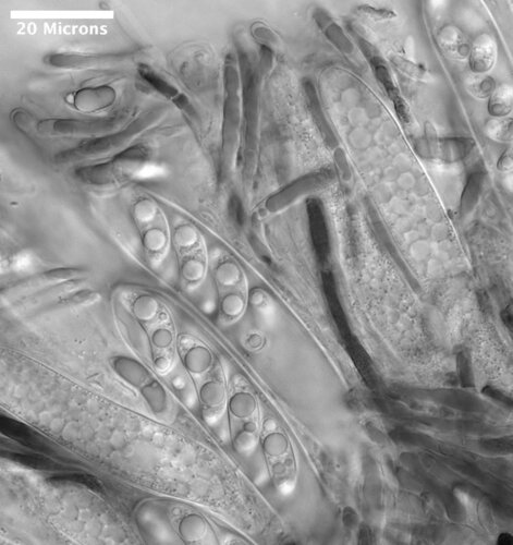 Rutstroemia aff. petiolorum