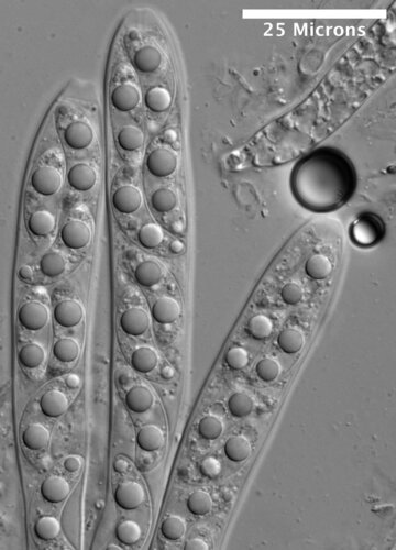 Rutstroemia aff. petiolorum