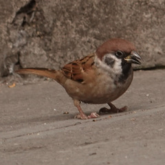 Passer montanus