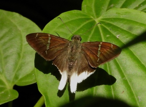 Urbanus albimargo