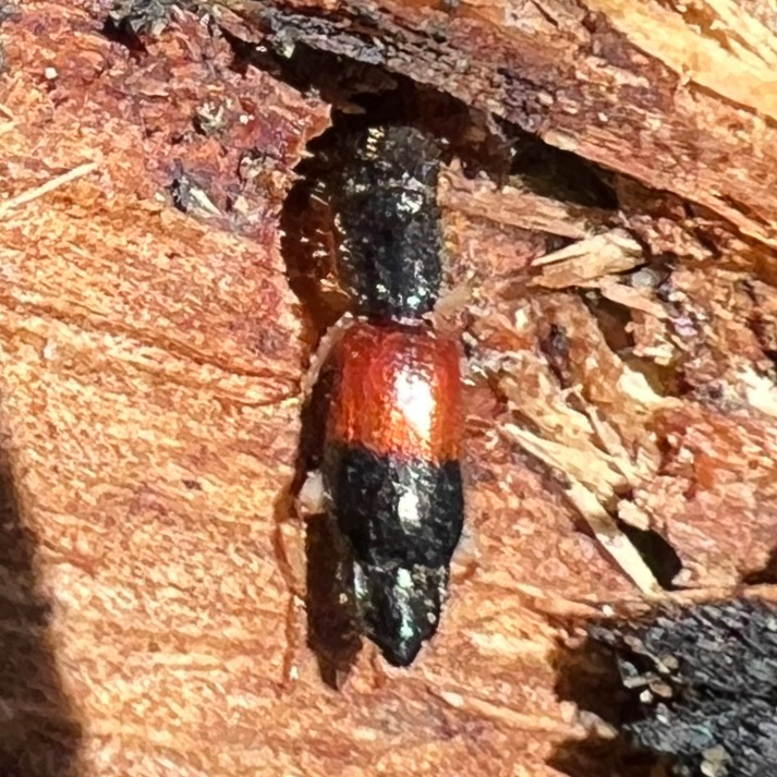 Cylidrus basalis