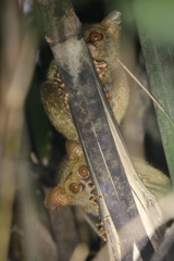 Tarsius supriatnai