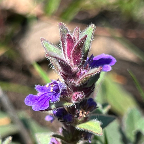 Austral bugle (Ajuga australis)