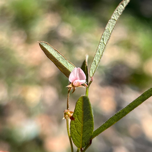 slender tick-trefoil (Desmodium varians)