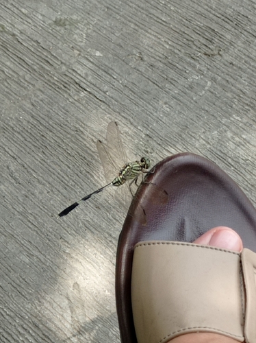 Slender Skimmer