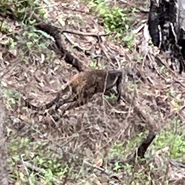 Herbert's Rock Wallaby