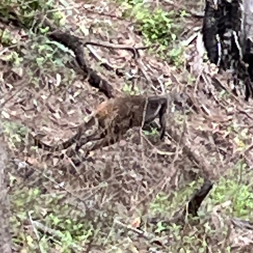 Herbert's Rock Wallaby
