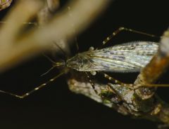 Amphineurus hudsoni
