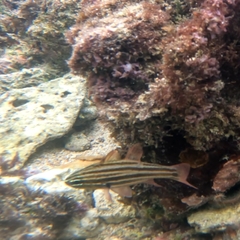 スジイシモチ