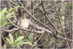 Prinia gracilis