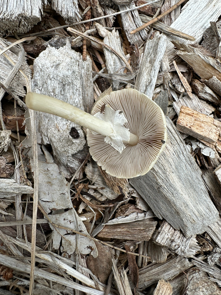 Agrocybe rivulosa · December 2025 · photo: © daveman1 (iNaturalist, cc0)