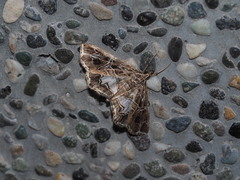 Paracymoriza vagalis