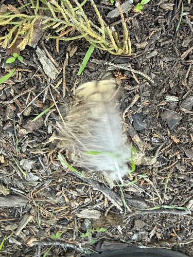 View observation of {o.common_name} on iNaturalist