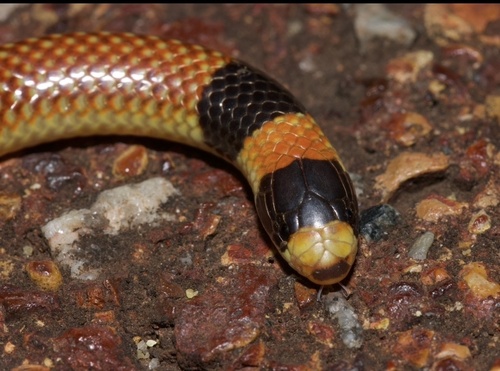 Black-naped Burrowing Snake sighting