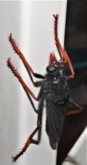 Proagonistes