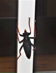 Proagonistes