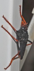 Proagonistes