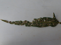 Psylliodes brettinghami