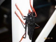 Proagonistes