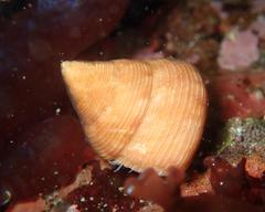 Calliostoma gloriosum