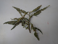 Psylliodes brettinghami