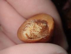 Calliostoma gloriosum