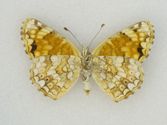 Phyciodes pallida barnesi