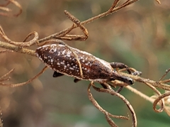 Lixus scrobicollis
