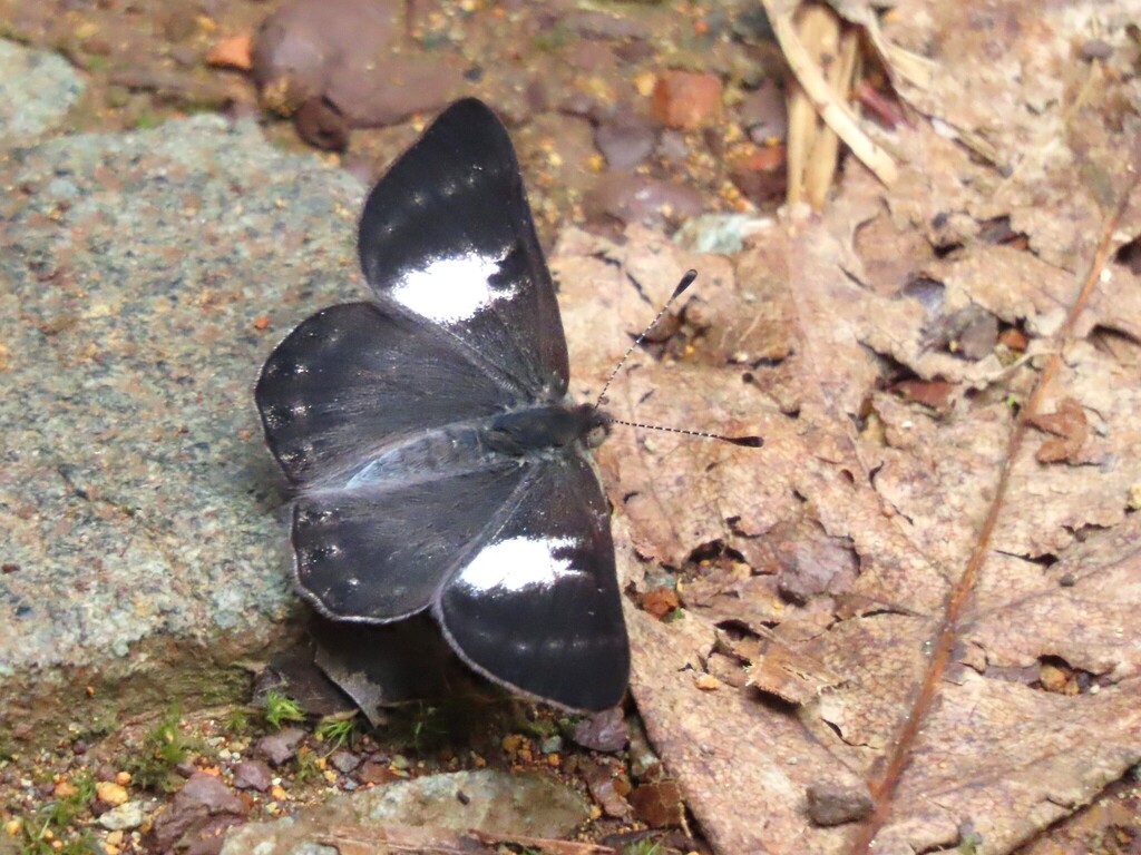 Corrachia
