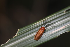 Stenocladius azumai