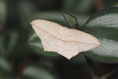 Timandra stueningi