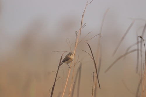 Common Chiffchaff