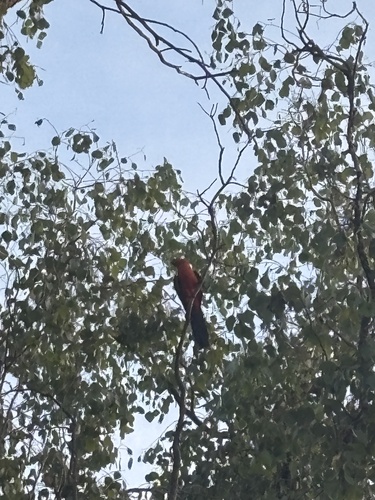 Australian King Parrot