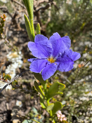 Common Dampiera (Dampiera linearis)