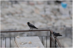 Corvus monedula