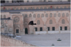 Corvus cornix