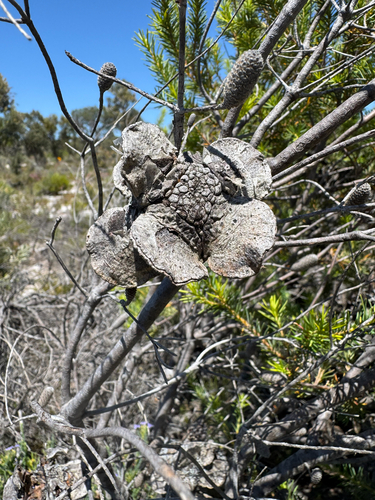 Rose Banksia (Banksia laricina)