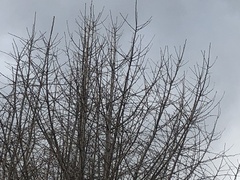 Coccothraustes coccothraustes