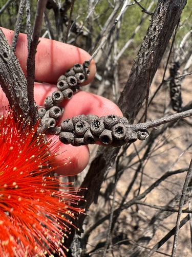 Melaleuca lateritia, photograph 6