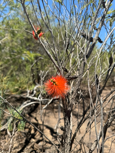 Melaleuca lateritia, photograph 5