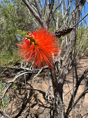 (c) Tyler Anthony, some rights reserved (CC BY) Melaleuca lateritia, photograph (c) Tyler Anthony, some rights reserved (CC BY)
