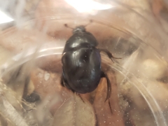 Peltotrupes profundus