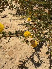 Acacia auronitens (Acacia auronitens)