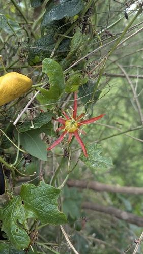 Passiflora cinnabarina, photograph 6
