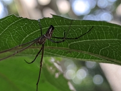 Leucauge blanda