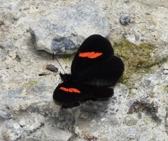 Castilia castilla