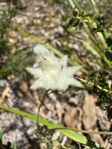 Flannel Flower (Actinotus leucocephalus)