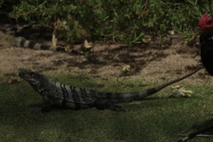 Ctenosaura similis