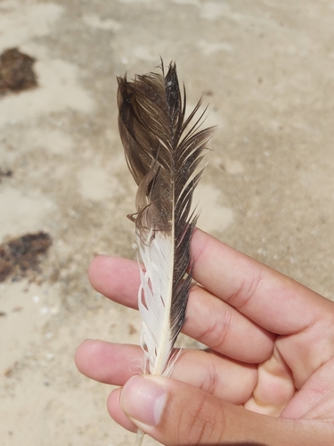 Plume de Labbe pomarin