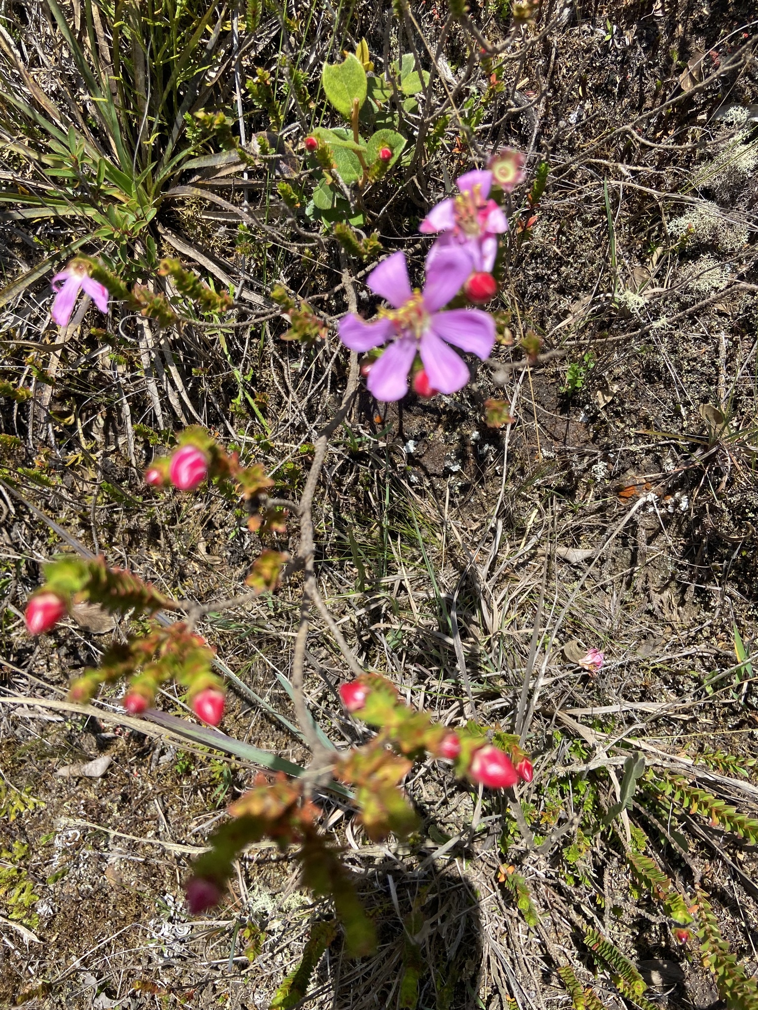Lavoisiera imbricata